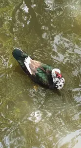 Annelies 06 Muskuseend in Flevopark